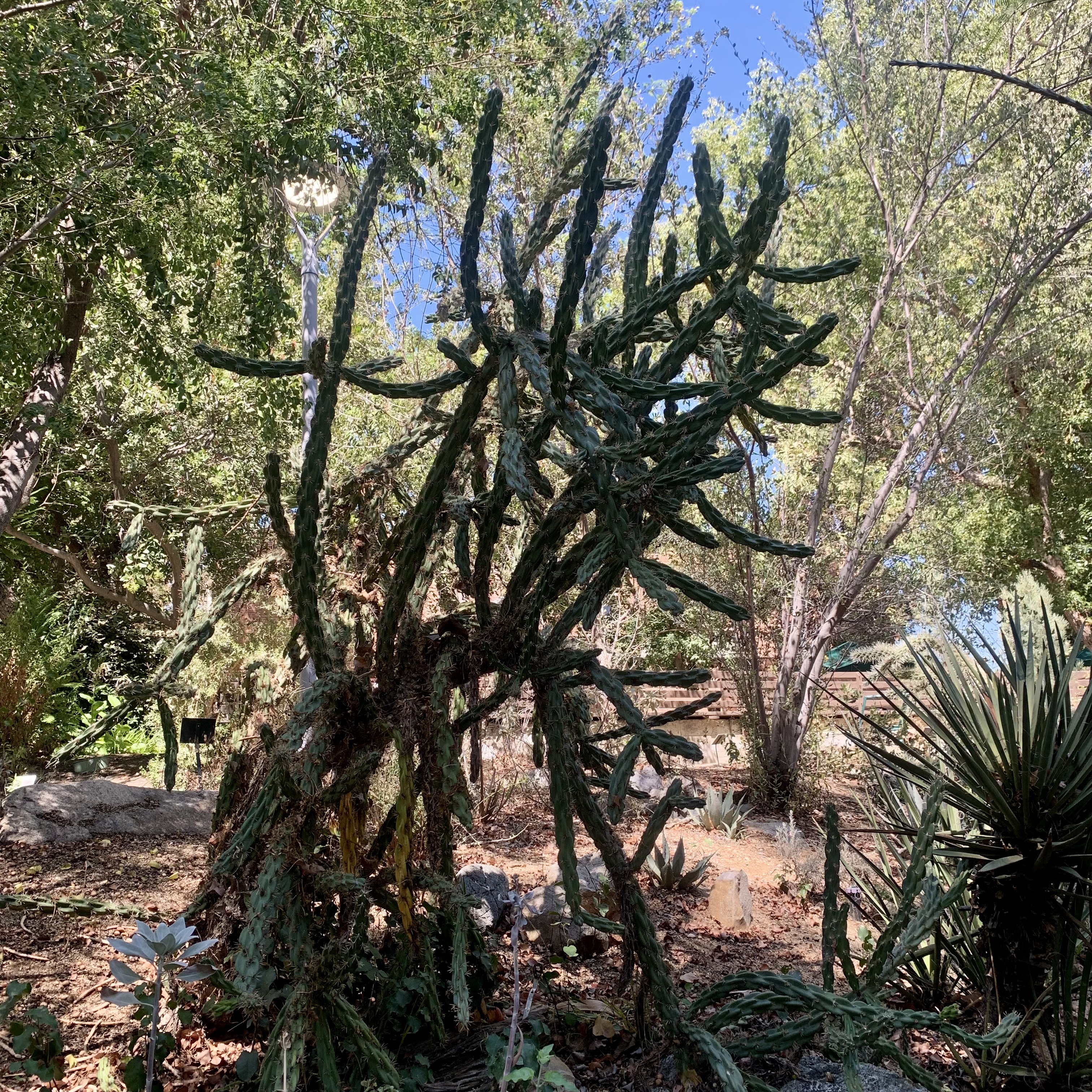 Photo of cylindropuntia versicolor